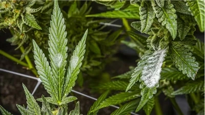 Как найти качественные продукты CBD