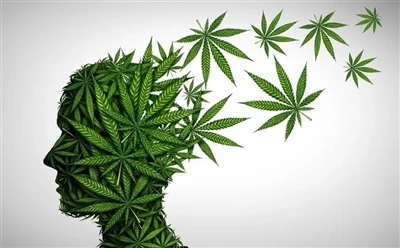 Как использовать масло CBD для получения оптимальной пользы: полное руководство?